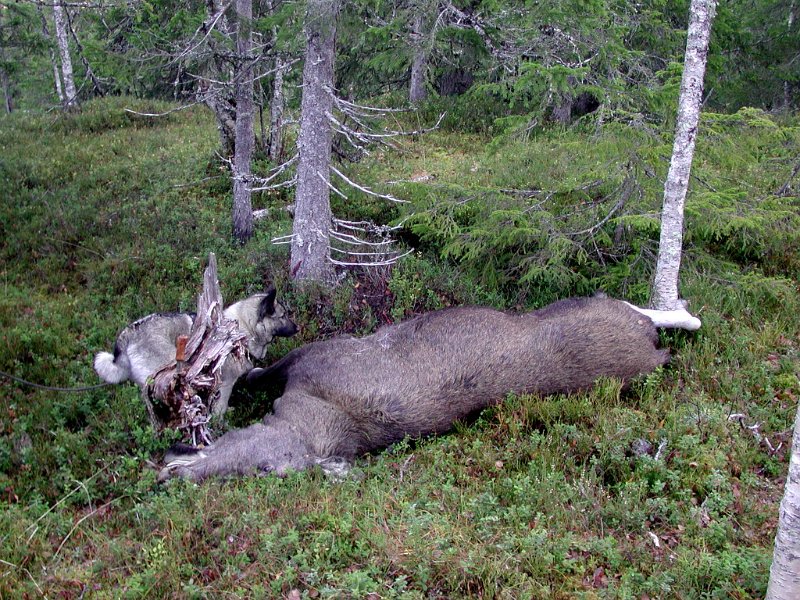 2004 Ku 160kg Josåsv_3.jpg - Vi fikk et tilleggsdyr, ei kvige. Odd Felte den under drev med Dixi i marka mellom Jøsåsen og Venna. De stilte innpå til ca. 40m